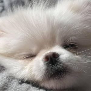 Meet your Posher, Melis